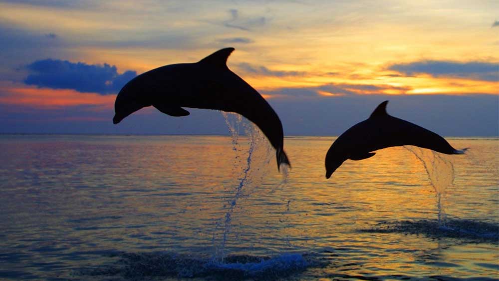 Go for dolphin watching tour in Lovina