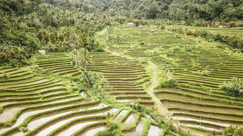 See magnificent Jatiluwih rice terraces