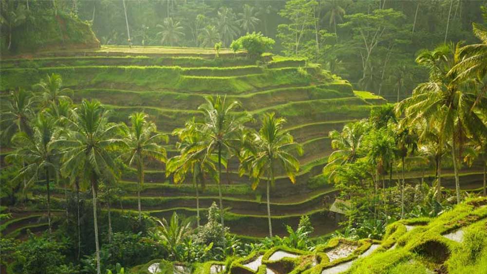 See rice terraces in Tegalalang