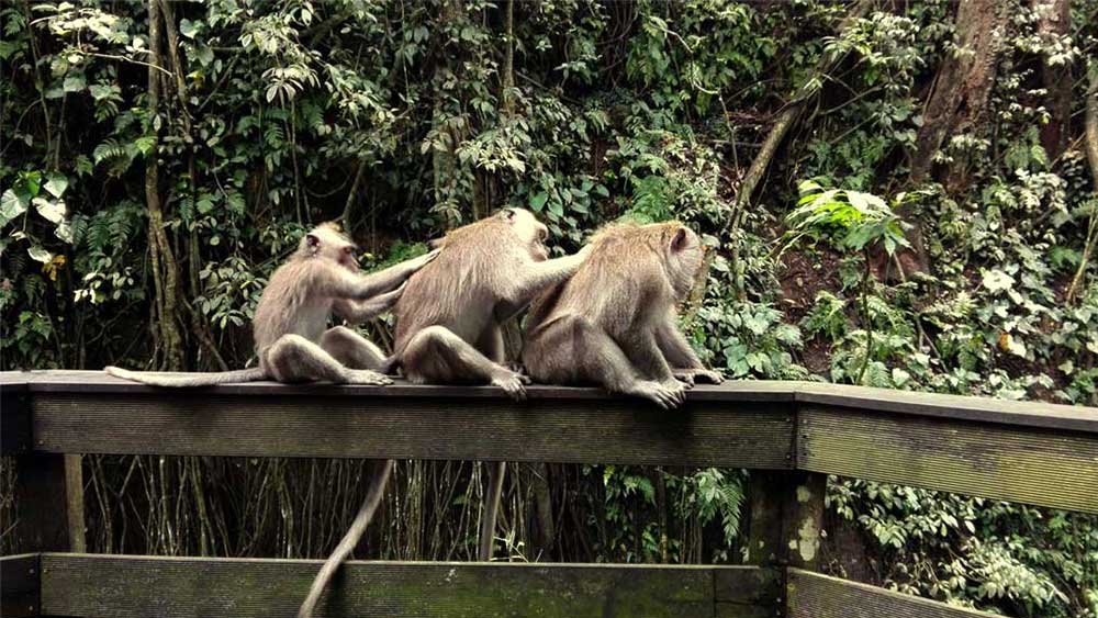 Visit Sacred Monkey Forest in Ubud